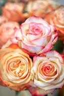 yellow and pink Roses, bouquet, close up