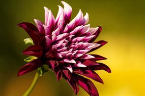 pink dahlia flower on blurred green background