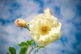 open white rose with buds at sky