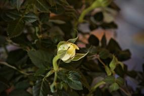 yellow rose on a bush in a blurred background