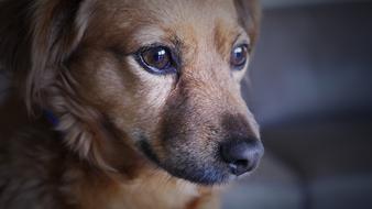 photo of a sad brown dog