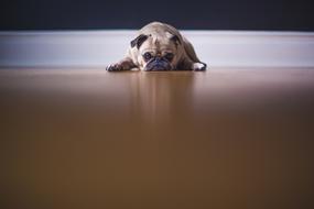 enchanting Pug Dog