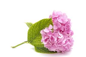 pink hydrangea on a white background