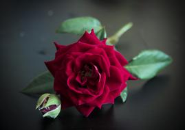 Beautiful rose flower with the green leaves