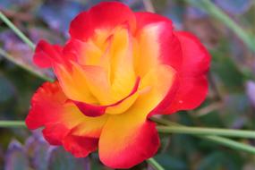 yellow-red rose on a blurred background