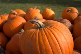 A lot of the orange pumpkins in autumn