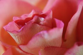 rose petals close up