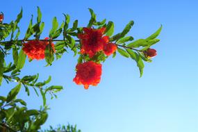 pink mediterranean flowers against blue sky