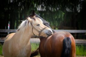 Horses Love