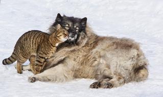 love of a dog and a cat in the snow