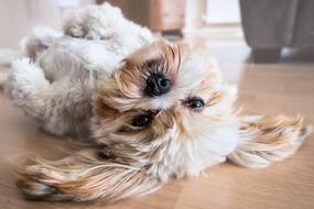 Dog Lhasa Apso