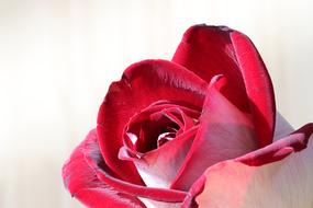 bright pink rose on white