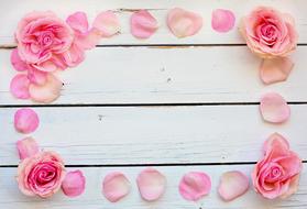 pink roses and petals on a white bench