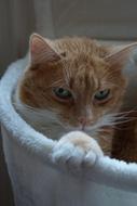 delightful Kitten Animal