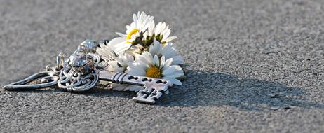 wonderful Key Heart Daisy