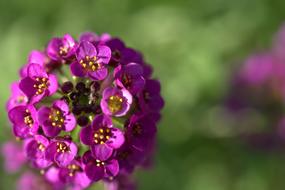 inflorescence with tiny purple Flowers close up