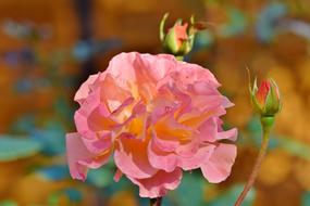 Beautiful rose flower and blossoming buds