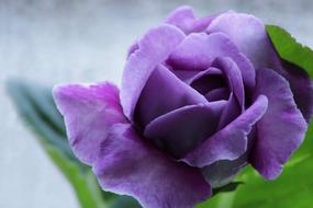 Gloxinia, Purple flower, macro