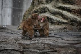 gentle Monkey Baby Japanese