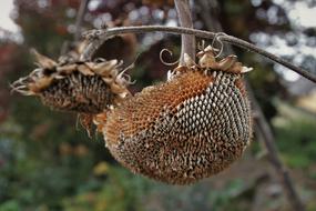 dead sunflowers