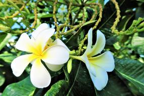 white flowers of a tropical plant