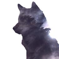 silhouette of a wolf from dark trees