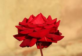 red autumn rose on blurred background