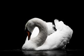 wonderful Bird Swan Nature