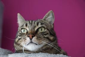 tiger cat on a bright pink background