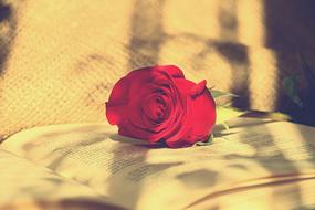red rose on a book