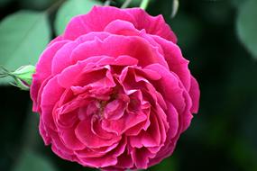 gentle Rose Flower Nature