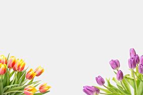 clipart of background with spring tulips