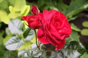 romance Rose Red Garden