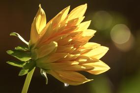 yellow Dahlia Blossom