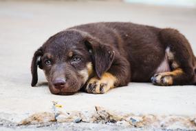 cute sad brown Dog lays on ground