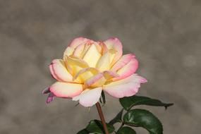 Pink and White Rose flowers