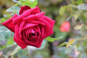 gentle Rose Flower Red