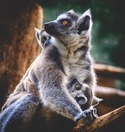 lemurs in the animal world