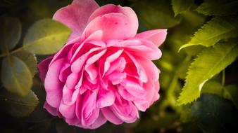 Romantic pink rose flowers with the bright green leaves