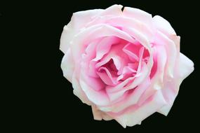 delicate white-pink bud on a black background