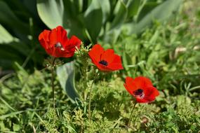 poppies in the grass on a sunny day