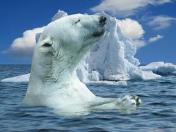 swimming polar bear in sea