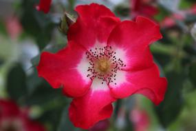 Beautiful flowers with the white and red petals