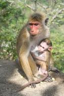 Monkey Mom