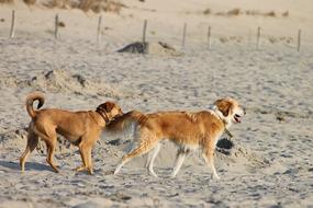 Beautiful,colorful and cute dogs on the beach