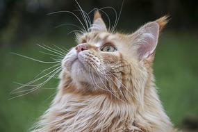 red cat with long white mustache