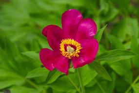 dark pink flower close up on blurred background