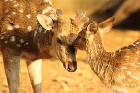 portrait of deer cub kisses mom deer