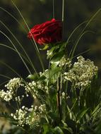 bouquet with red rose
