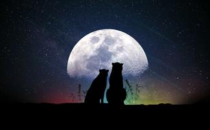 silhouettes of two cats at full Moon, digital art